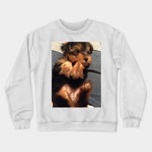 Cute Yorkie Puppy Crewneck Sweatshirt